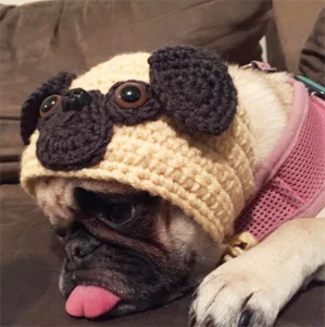 accessories for pugs