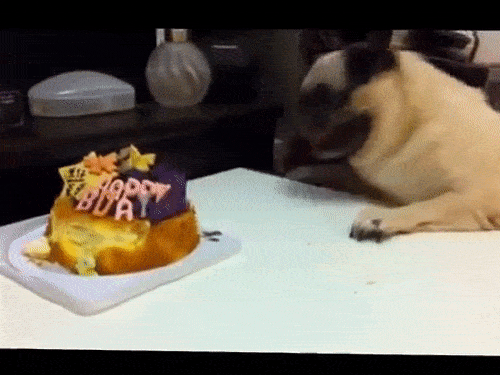 Cutest Birthday Pugs Party 17 Weird World
