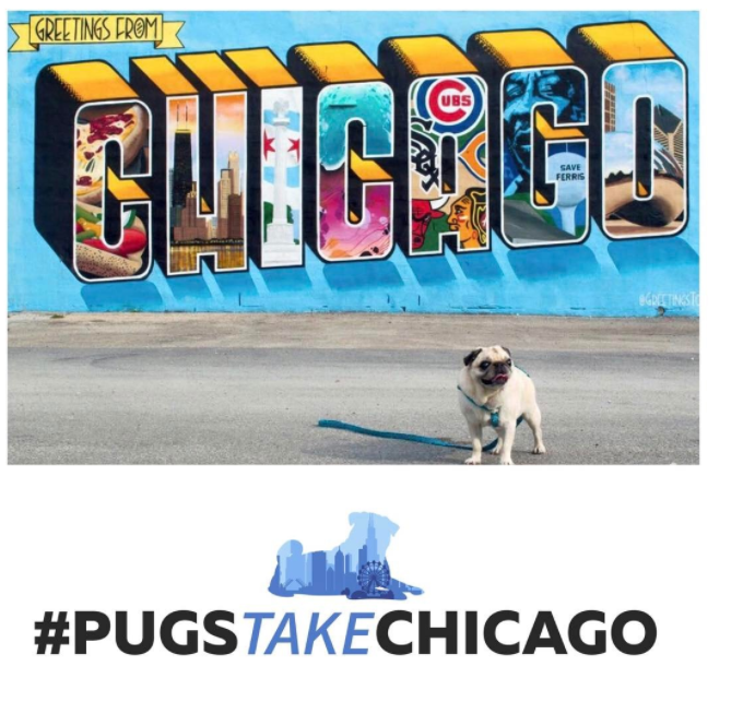 pugs take chicago pug meetup