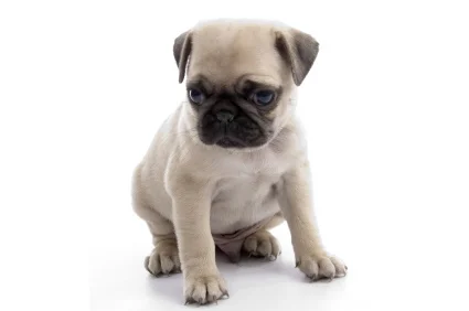 pug ear cleaning solution