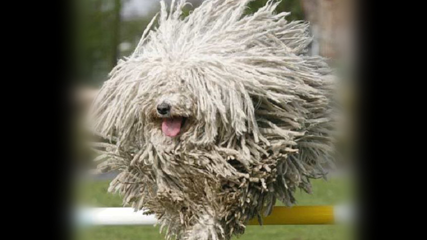 dog with dreadlock fur
