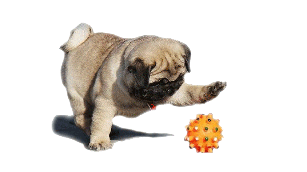 playing+with+pug+toys.gif