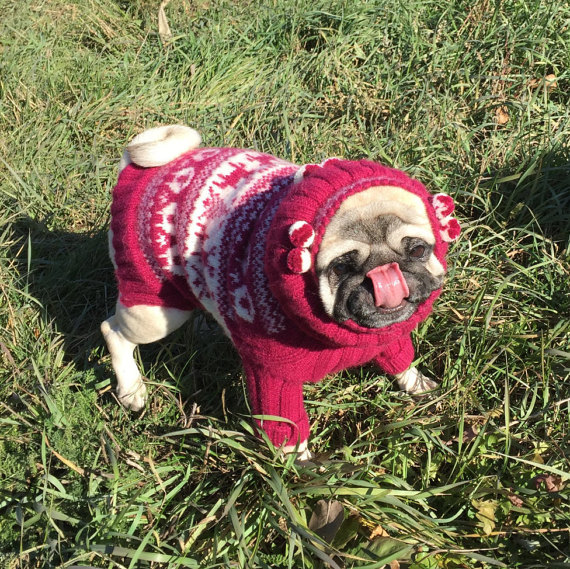 Sweater for pugs