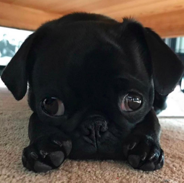 Cutest Pug In The World Contest — Pug Jokes