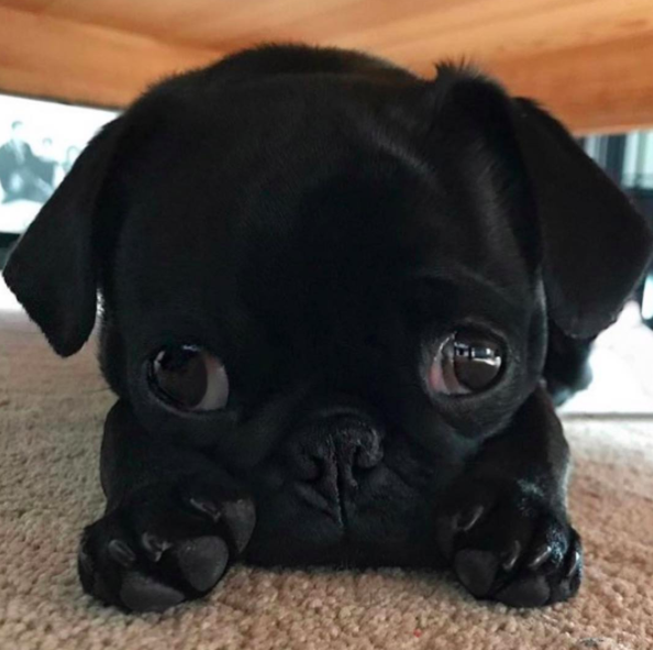 cutest pug puppy in the world contest