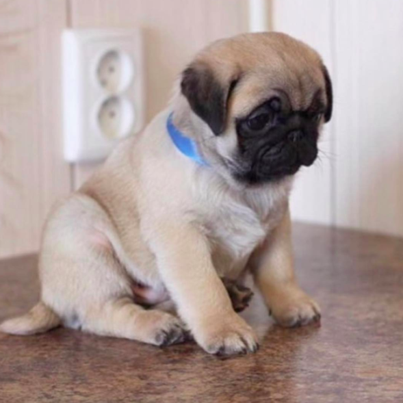 cutest sad little pug dog contest