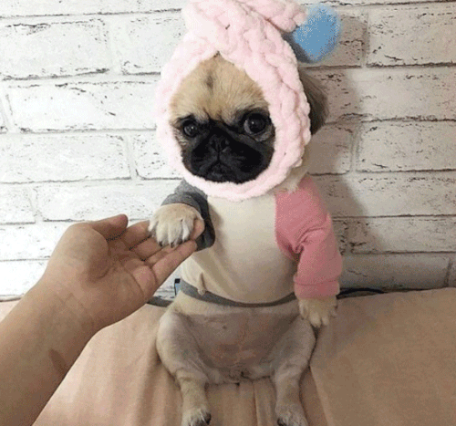 The Absolutely Cutest Puppy GIFs Ever
