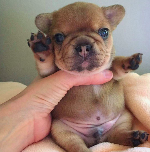 CUTEST FRENCHIE FRENCH BULLDOG PUPPY IN THE WORLD! — WEIRD WORLD