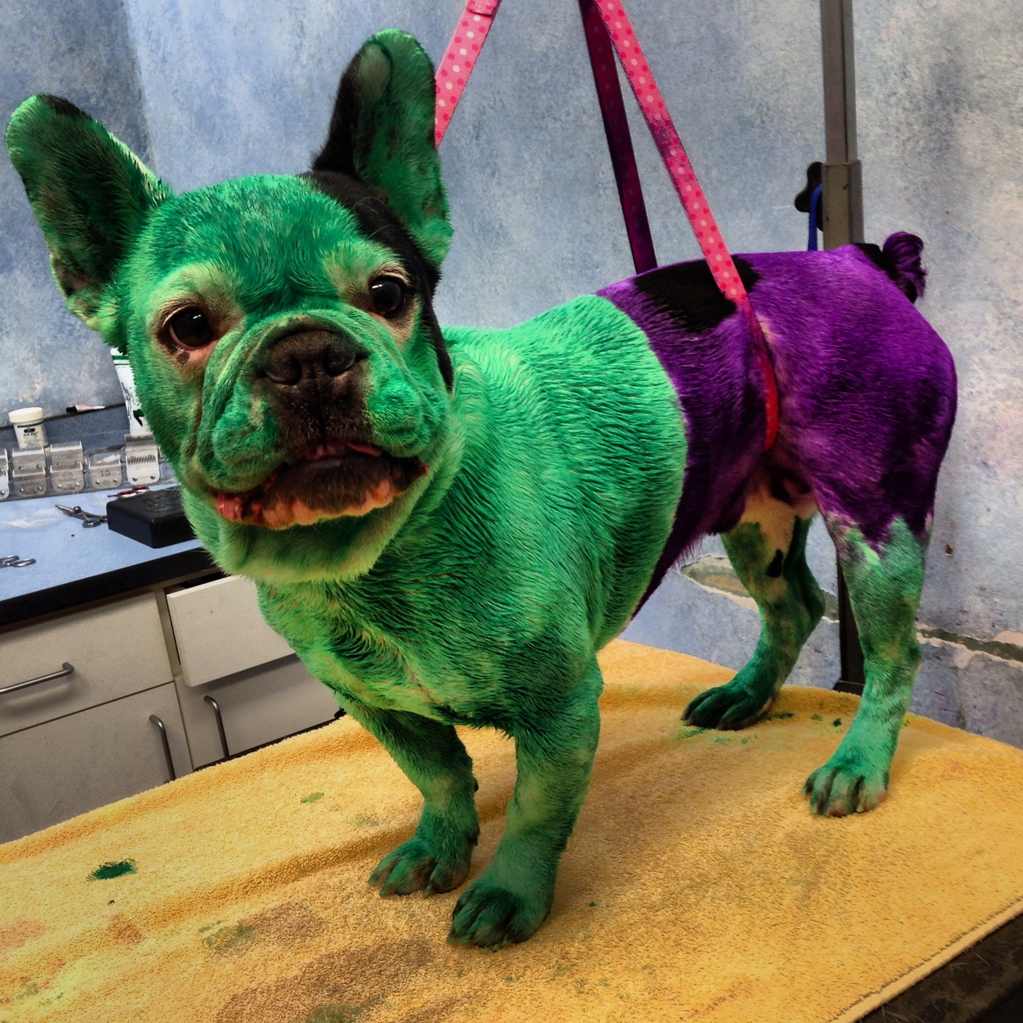 CRAZY FRENCH BULLDOG HALLOWEEN COSTUMES! — WEIRD WORLD