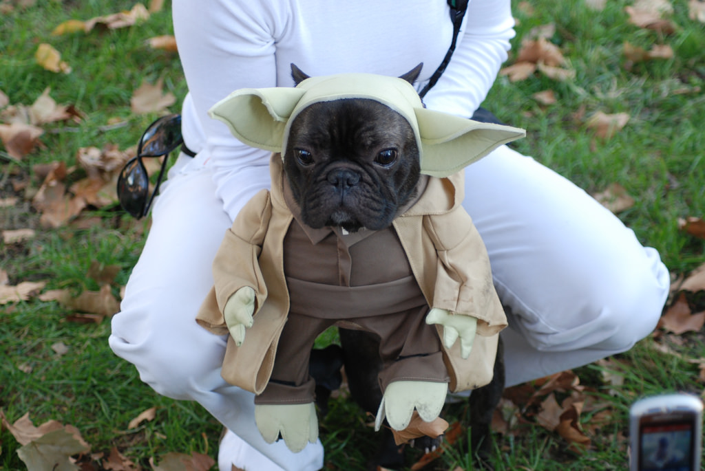 frenchie yoda!