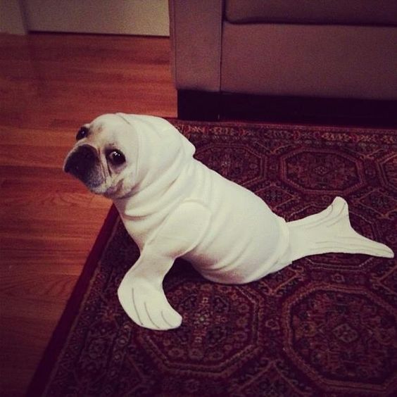 baby seal french bulldog