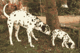 giphy-2.gif