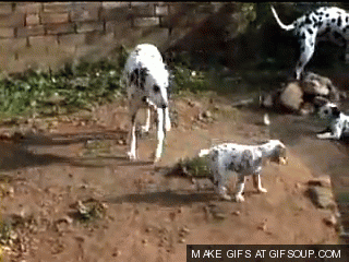 giphy-3.gif