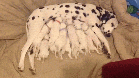 giphy-10.gif