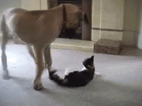 giphy-5.gif