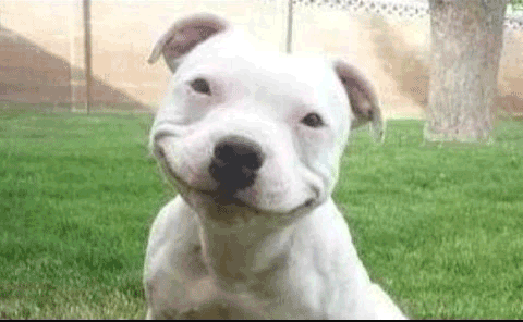 60 Clean Dog Jokes For Kids! — WEIRD WORLD 60 Clean Dog Jokes For Kids! — WEIRD WORLD
