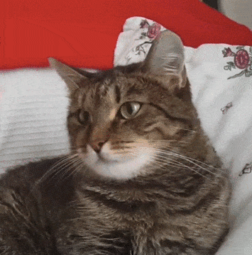 Over 89 Clean Cat Jokes For Kids Of All Ages Weird World