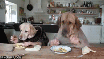 Funny Dog Food Diet Jokes — WEIRD WORLD