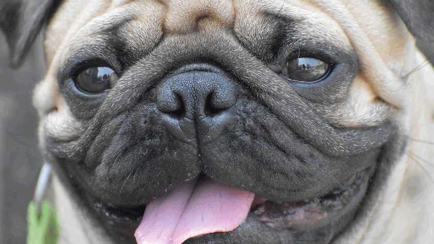 PUG EYES: HEALTH PROBLEMS AND SOLUTIONS