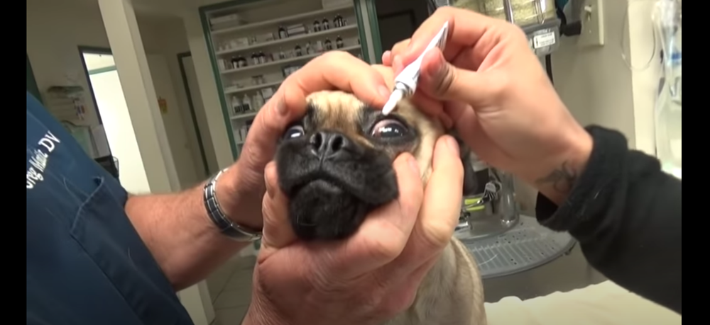 How Much Do Pugs Cost Without Papers