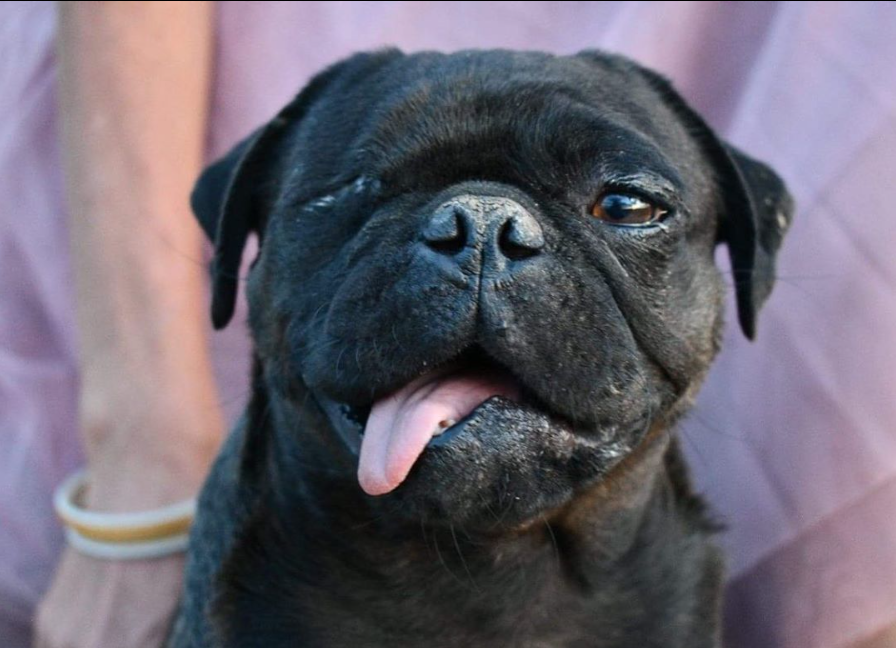 PUG EYE POP OUT - WHAT TO DO!