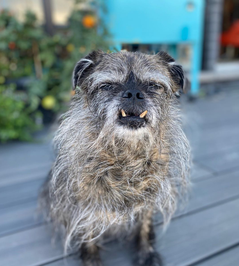 Dog Breeds Chihuahua Pug Poodle Mix Chug Dog Breed Health And Care