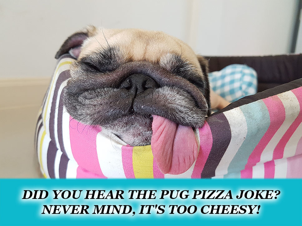 funniest pug pictures