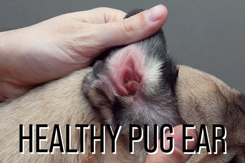 How Often Should You Clean Pugs Ears