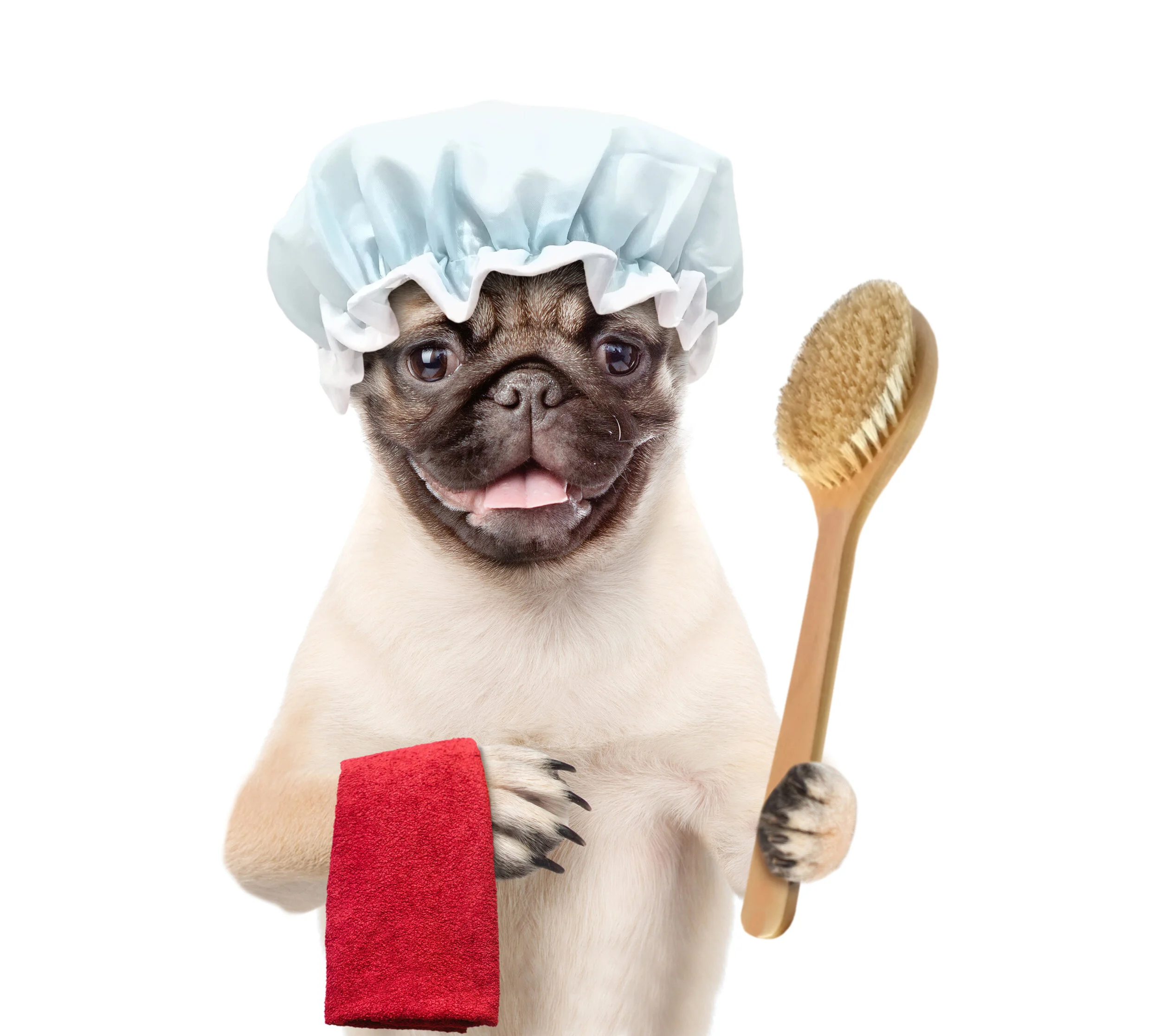 Best dog brush for pugs online