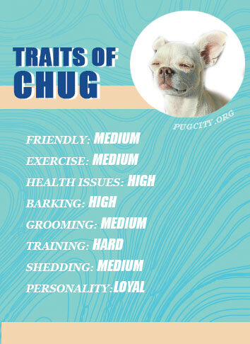 Dog Fights! - Chug vs. Chihuahua 
