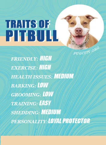 the pug pit a pug pitbull mix breed