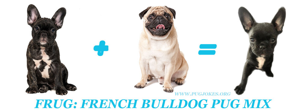 FRUG: A Pug French Bulldog Breed — WEIRD WORLD