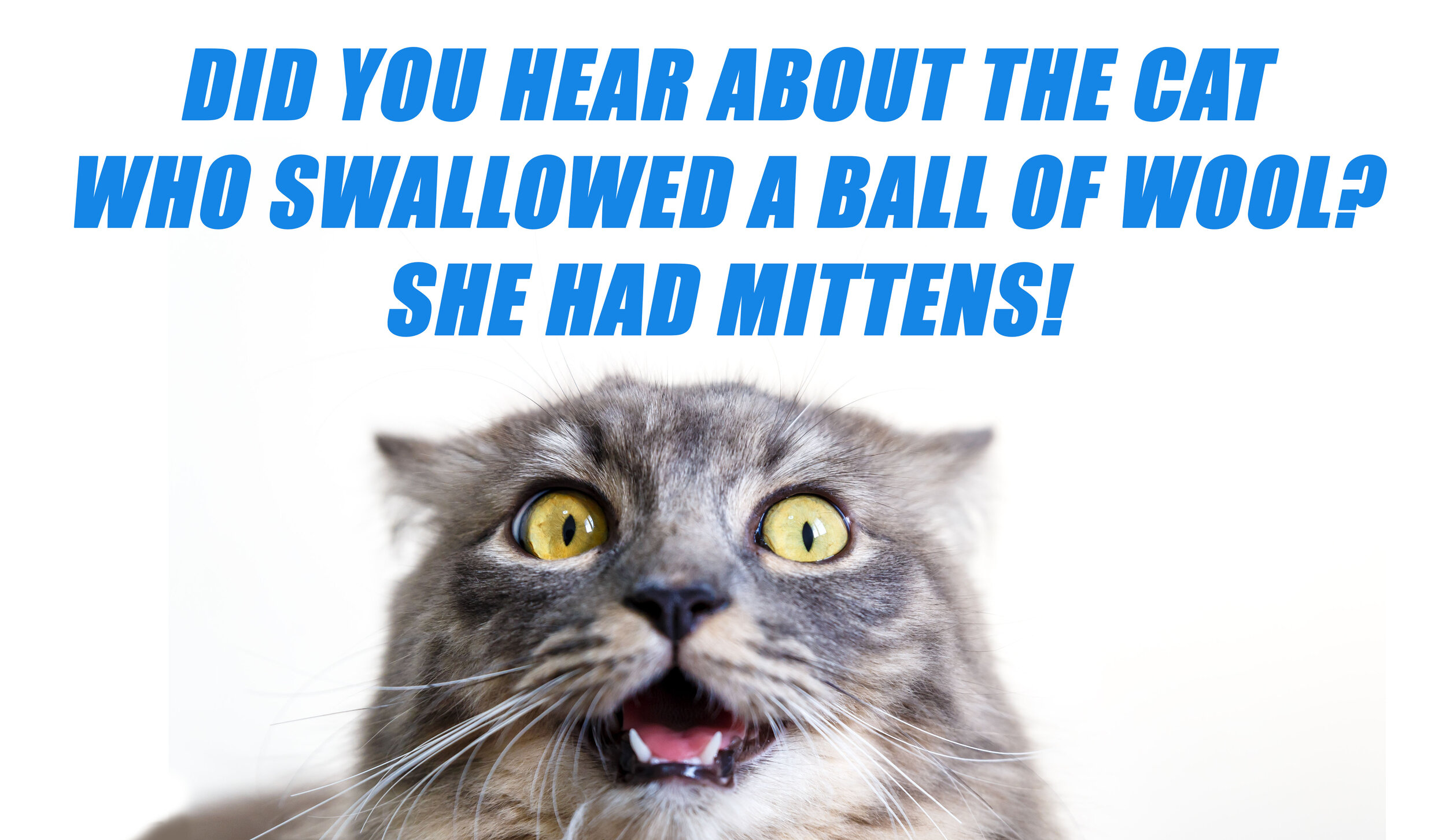 Over 89 Clean Cat Jokes For Kids Of All Ages — WEIRD WORLD