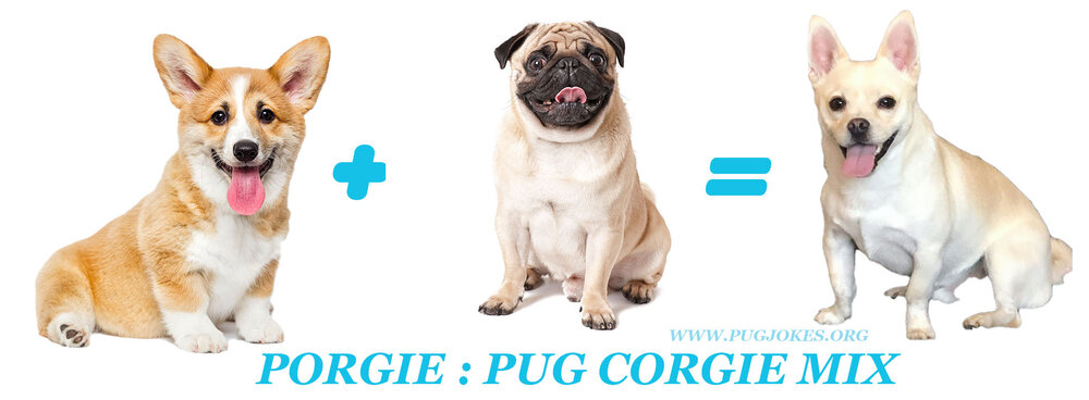 THE PORGIE: A Pug — WEIRD WORLD