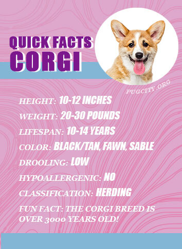14 Cool Facts About Corgis