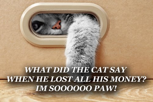 Over 89 Clean Cat Jokes For Kids Of All Ages Weird World
