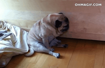 Whats Wrong With These Pug Gifs Weird World
