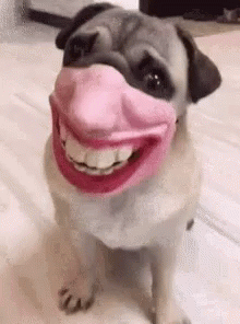 TOP 10 FUNNIEST PUG VIDEOS OF ALL TIME on Make a GIF