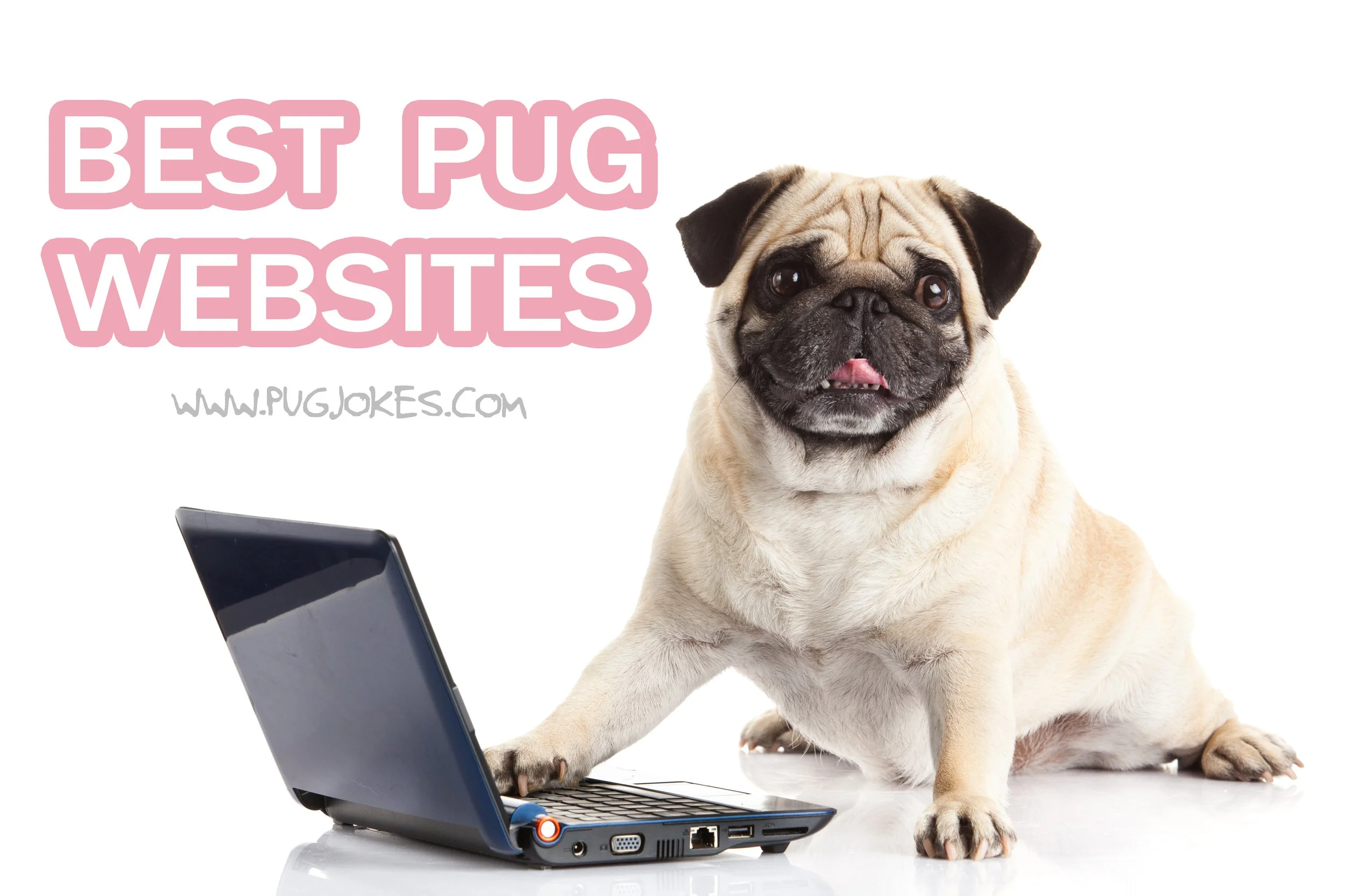 10 Best Official Pug Websites