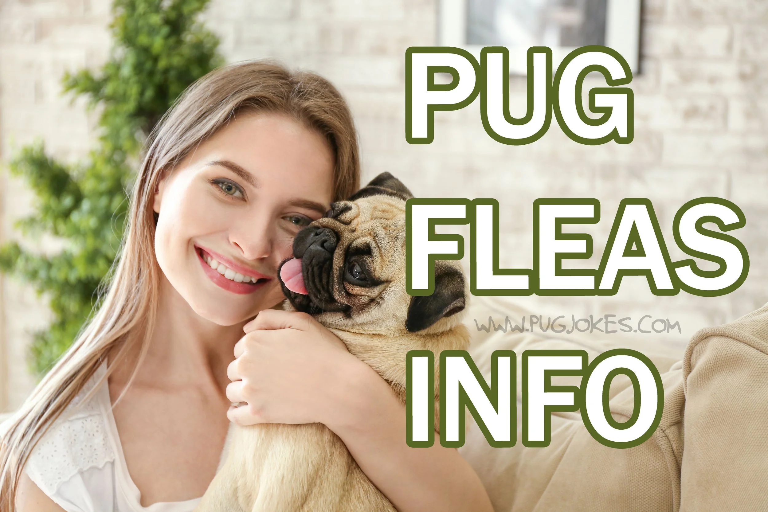 Get Rid Of Pug Fleas!