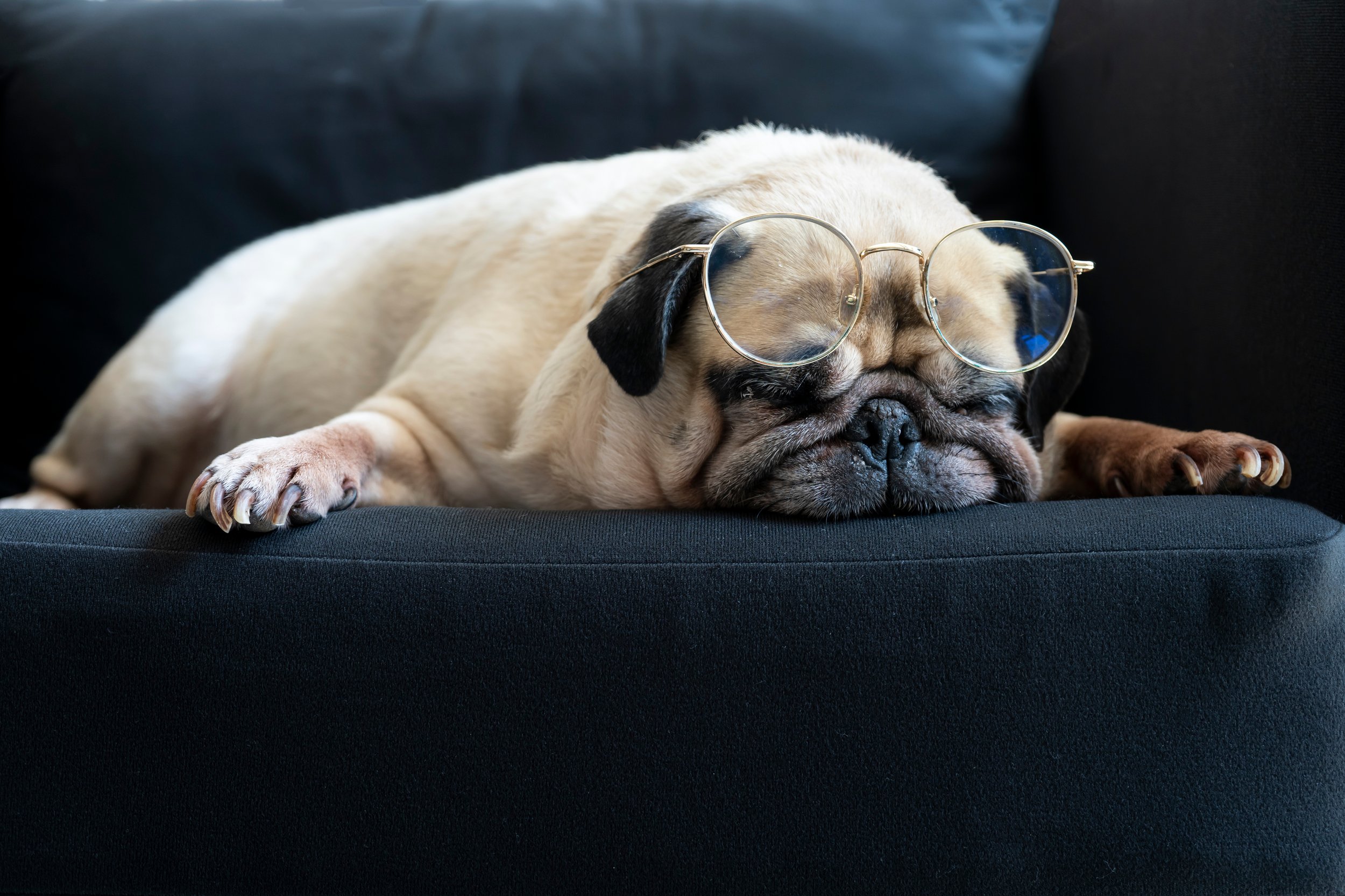 ARE THESE PUGS WITH GLASSES CUTE OR NERDY? — WEIRD WORLD