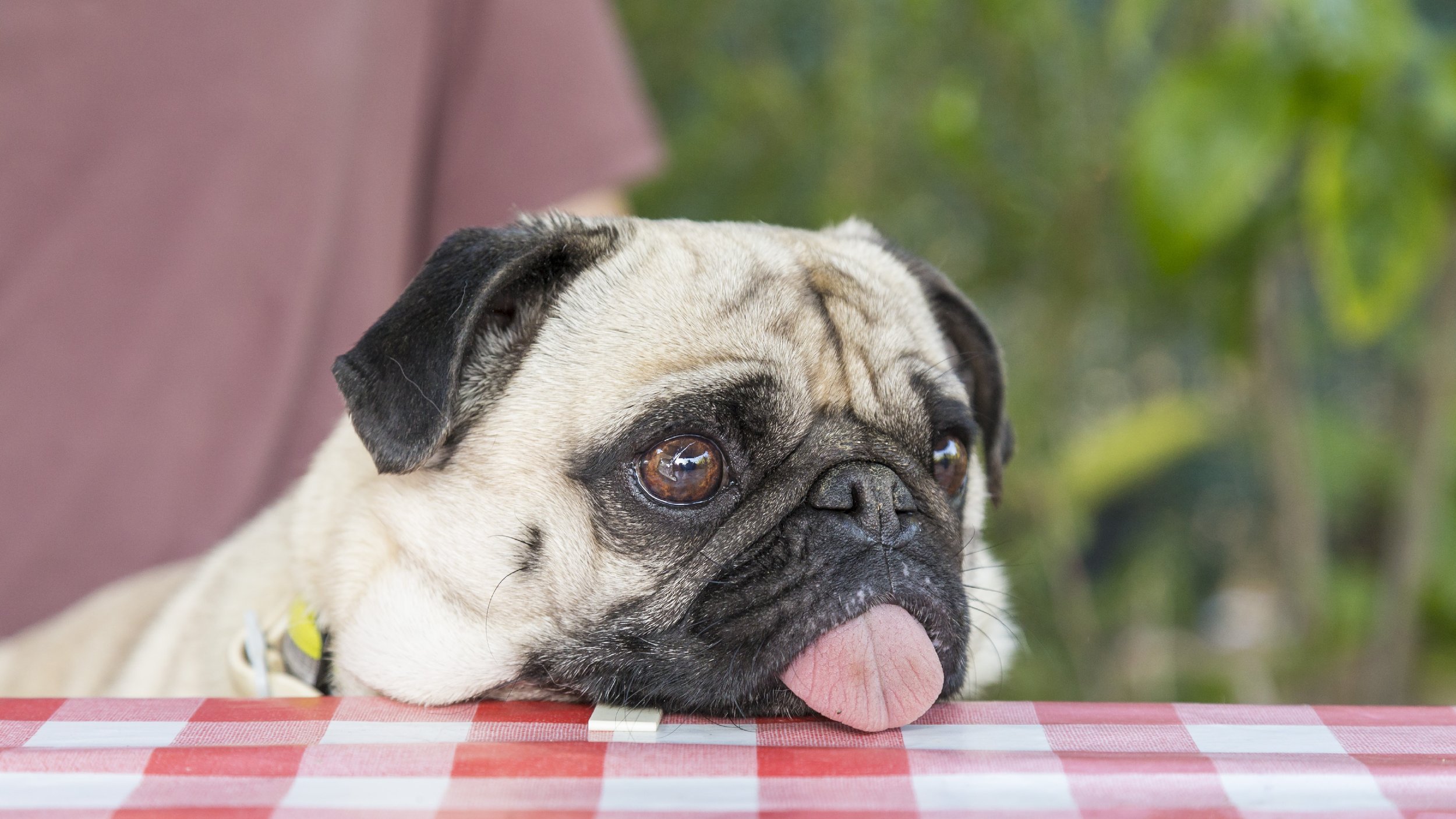 health — All About Pugs, Pug Puppies, and Pug Mix Breed — WEIRD WORLD