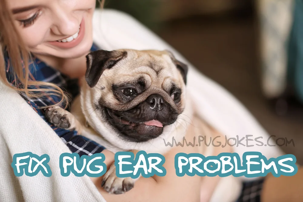 How Do You Clean Pugs Ears