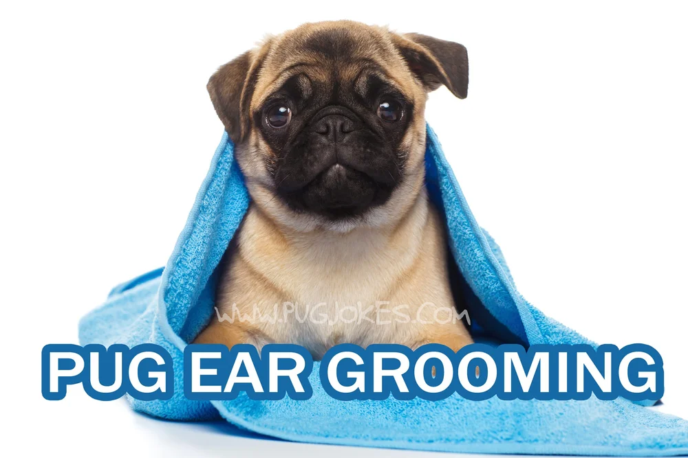 How Often Should You Clean Pugs Ears