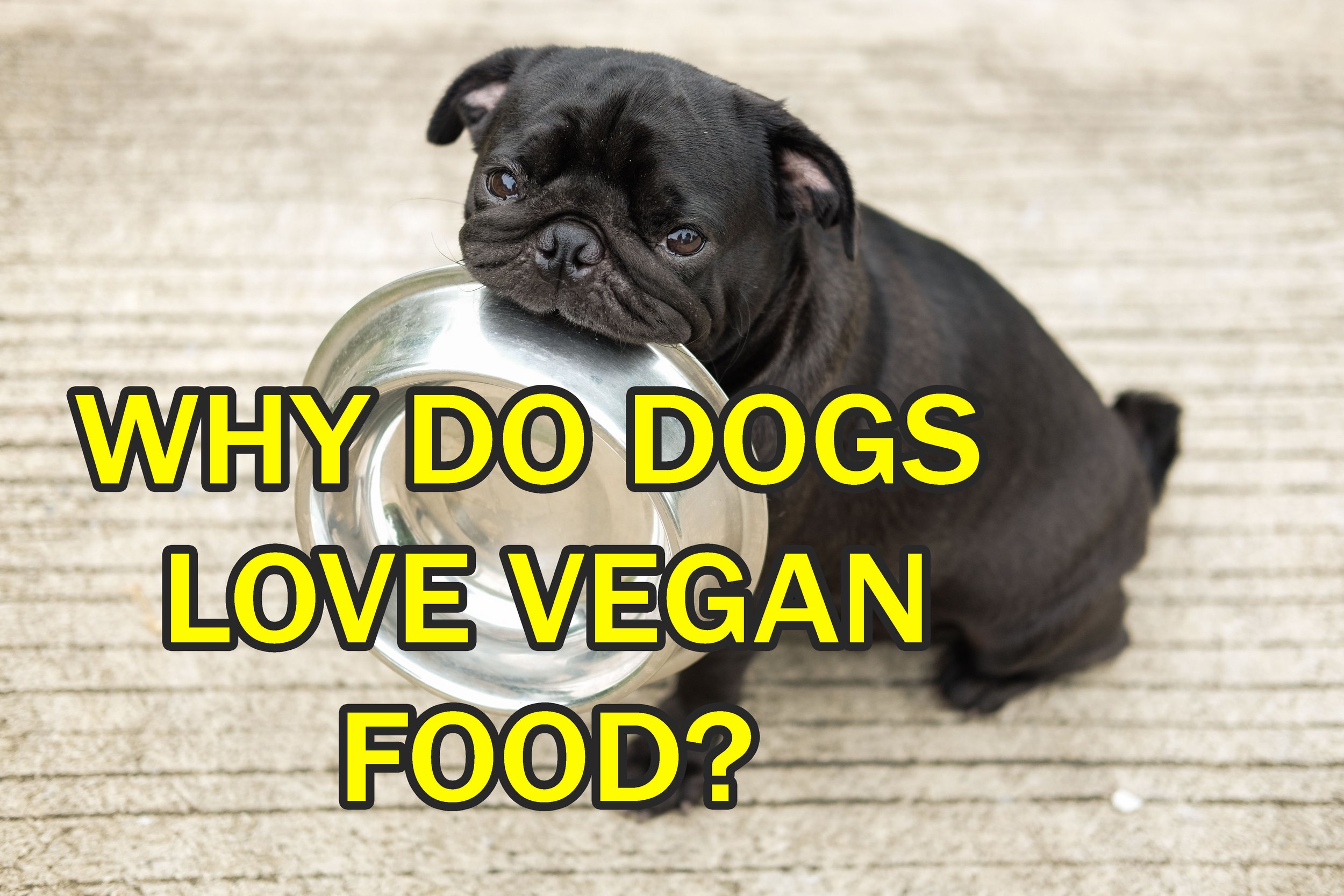 Funny Dog Food Diet Jokes — WEIRD WORLD