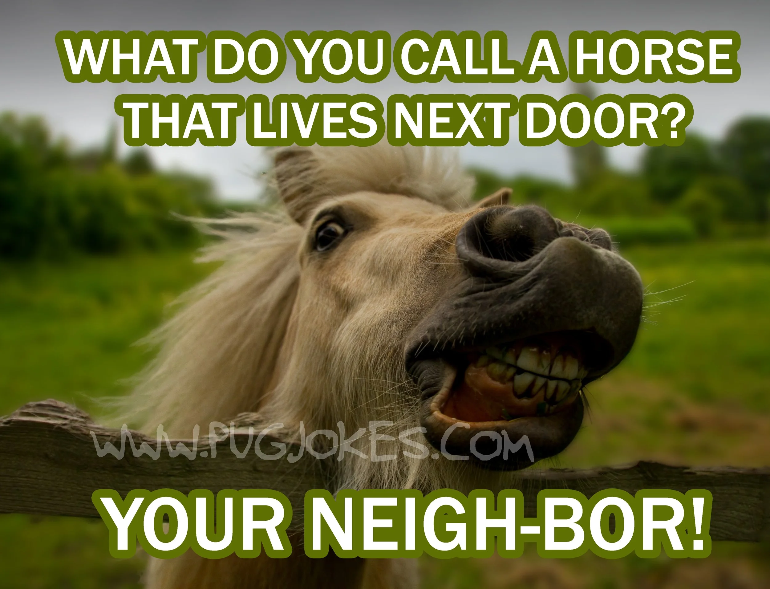 funny horse jokes