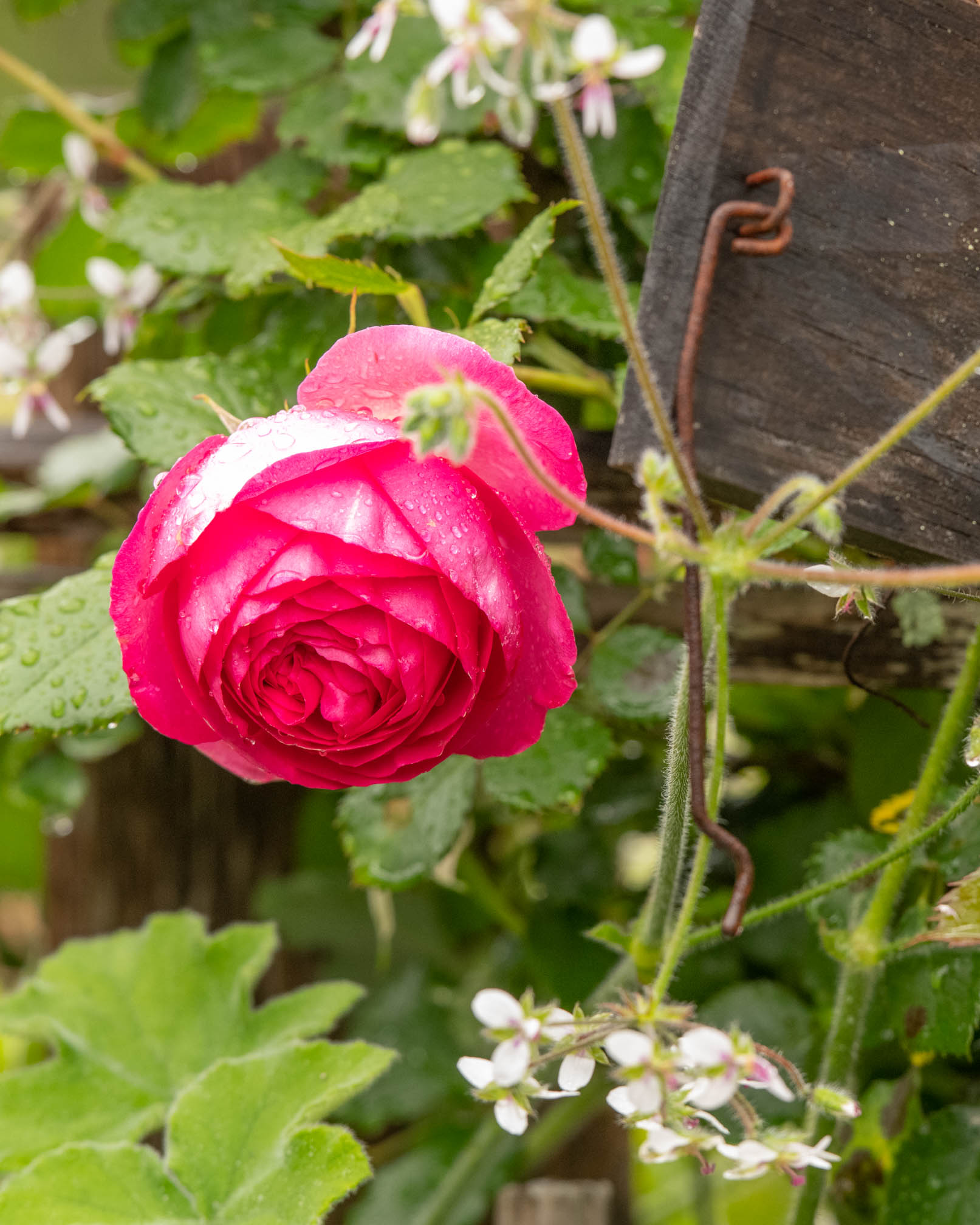 D850 2019-05-18 15.36.27.jpg