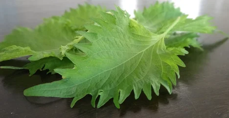 shiso-leaves.jpg