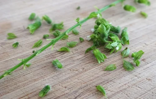 shiso-buds-stem.jpg