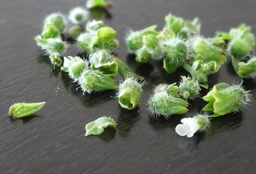 shiso-buds.jpg